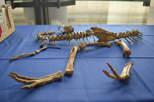 Монголоос хулгайлж, хууль бусаар хилээр нэвтрүүлсэн үлэг гүрвэлийн чулуужсан олдворыг эгүүлэн авлаа